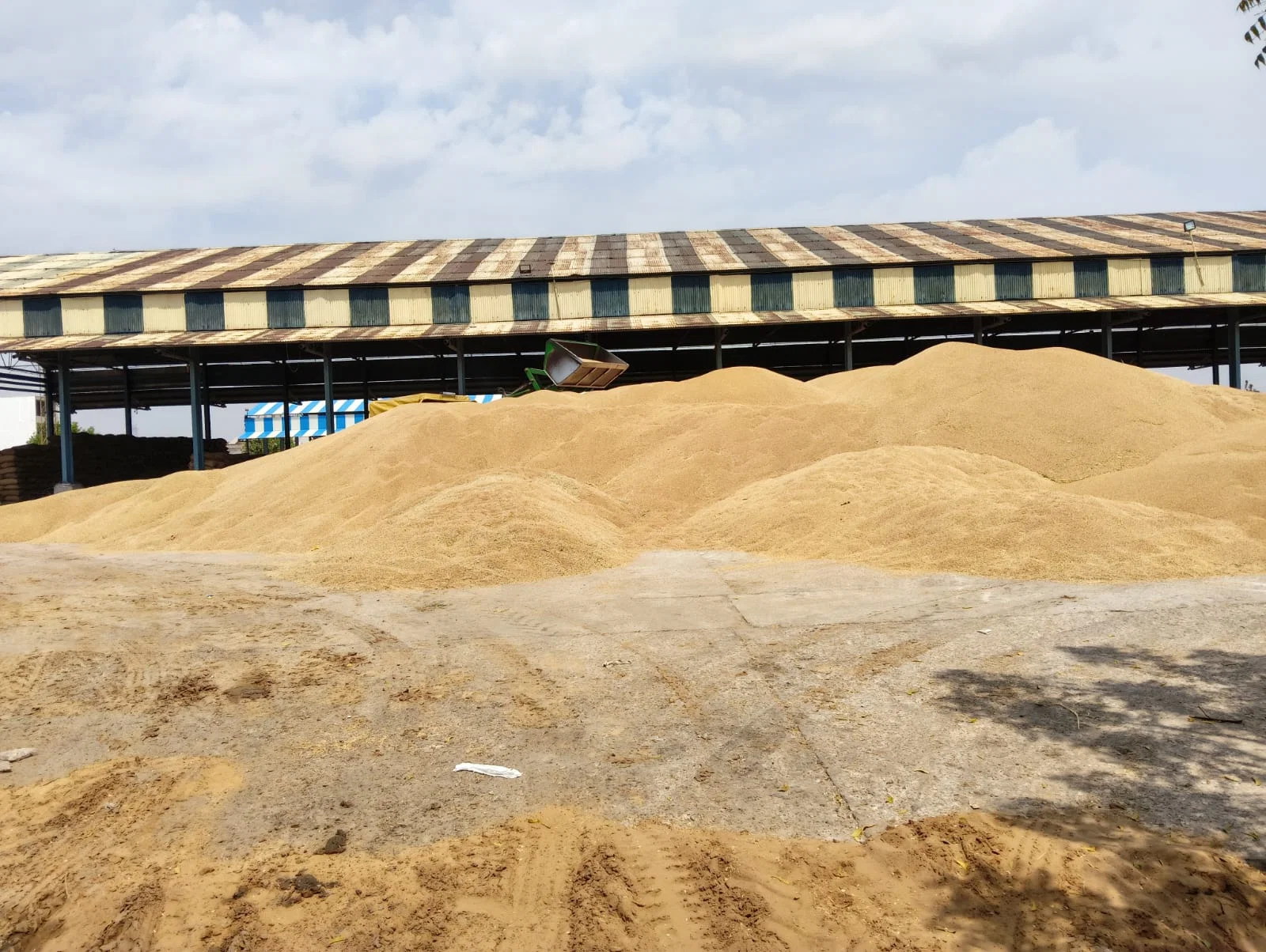 No procurement of pearl millet (bajra) in Kosli grain market today; new schedule issued.