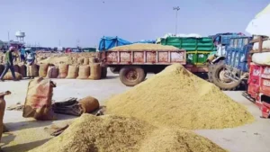Rewari Mandi Schedule: 12 से 17 अक्टूबर तक गांववार फसल खरीद