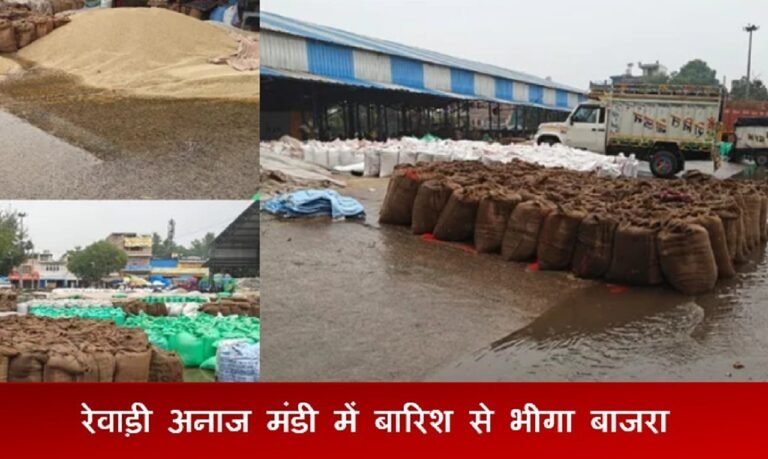 रेवाड़ी अनाज मंडी में भीगा सैकड़ों क्विंटल बाजरा, बारिश से किसानों की उडी नींद